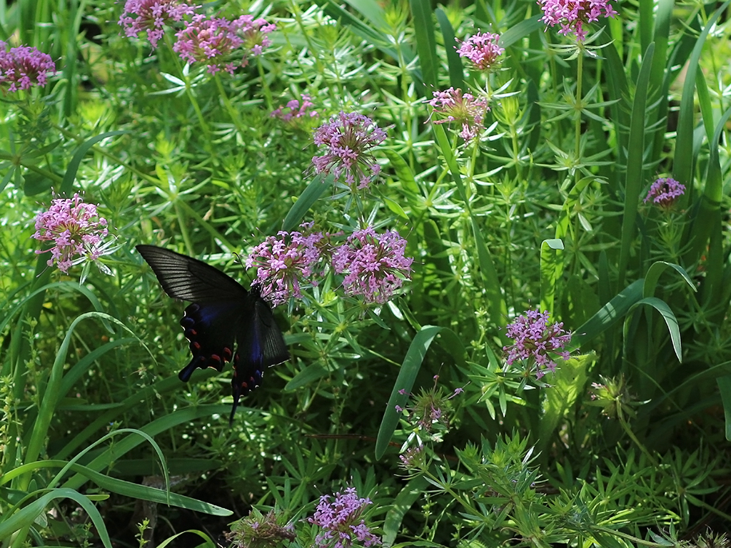 f:id:Yume-jun:20140621223141j:image:w640 f:id:Yume-jun:20140621223141j:image:w640