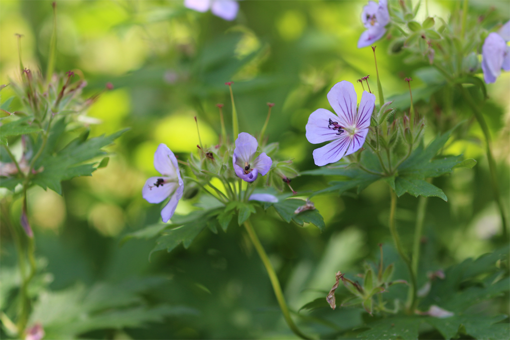 f:id:Yume-jun:20140621223148j:image:w640 f:id:Yume-jun:20140621223148j:image:w640