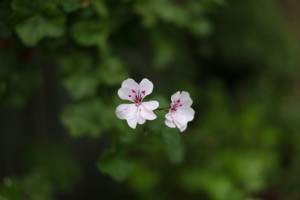 f:id:Yume-jun:20140818113319j:image:w640 f:id:Yume-jun:20140818113319j:image:w640