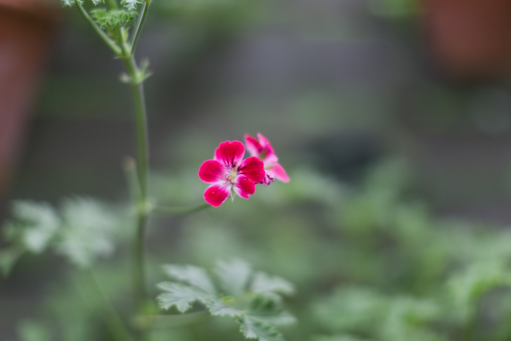f:id:Yume-jun:20140818113320j:image:w640 f:id:Yume-jun:20140818113320j:image:w640