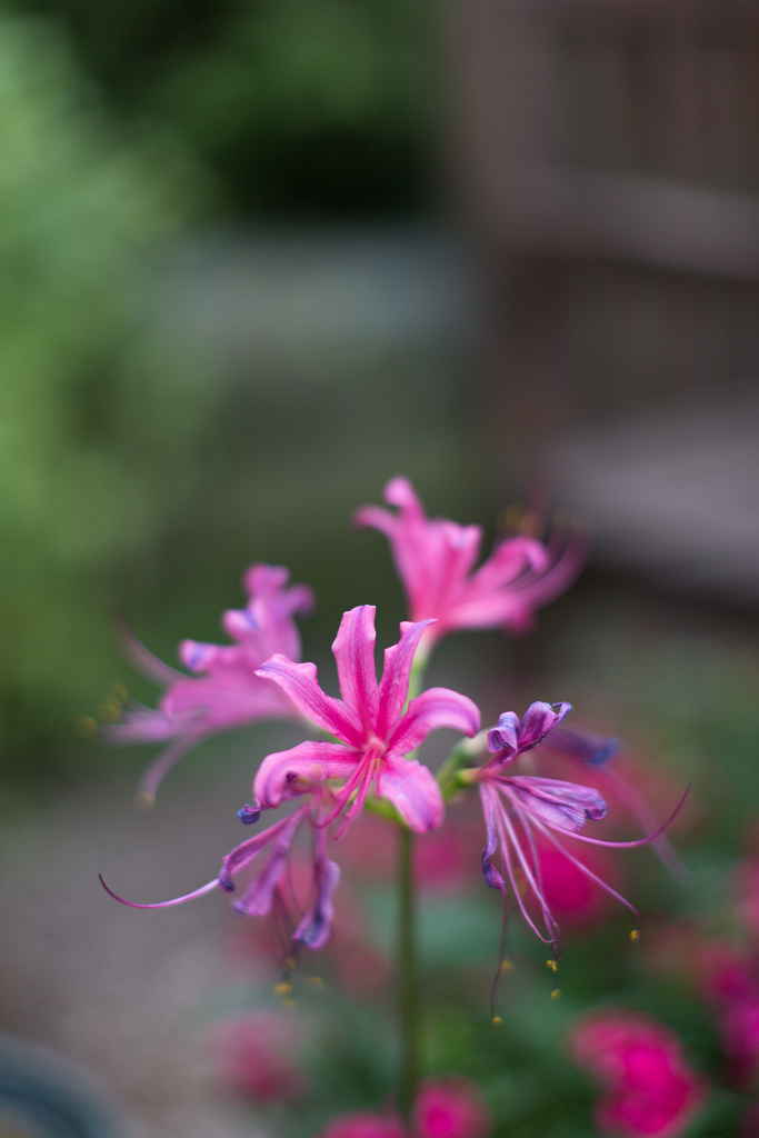 f:id:Yume-jun:20140818113321j:image:w640 f:id:Yume-jun:20140818113321j:image:w640