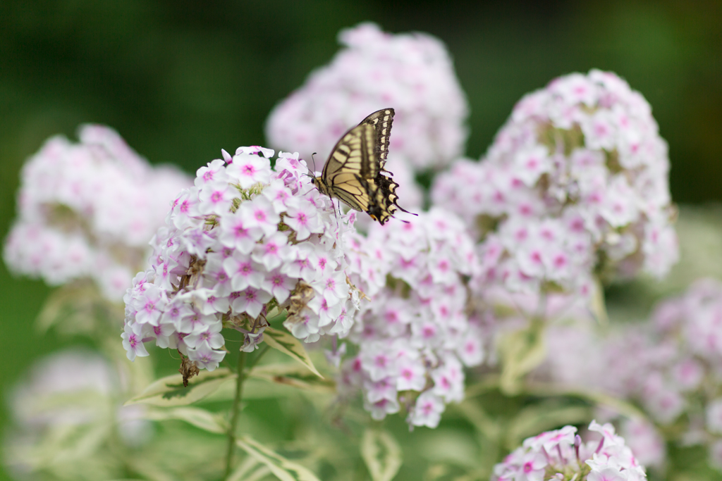 f:id:Yume-jun:20140829004345j:image:w640 f:id:Yume-jun:20140829004345j:image:w640