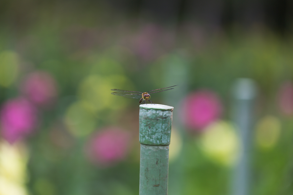 f:id:Yume-jun:20140829004427j:image:w640 f:id:Yume-jun:20140829004427j:image:w640