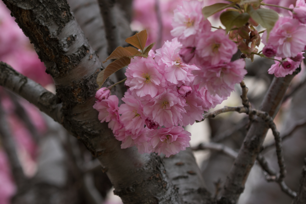 f:id:Yume-jun:20150505211339j:image f:id:Yume-jun:20150505211339j:image