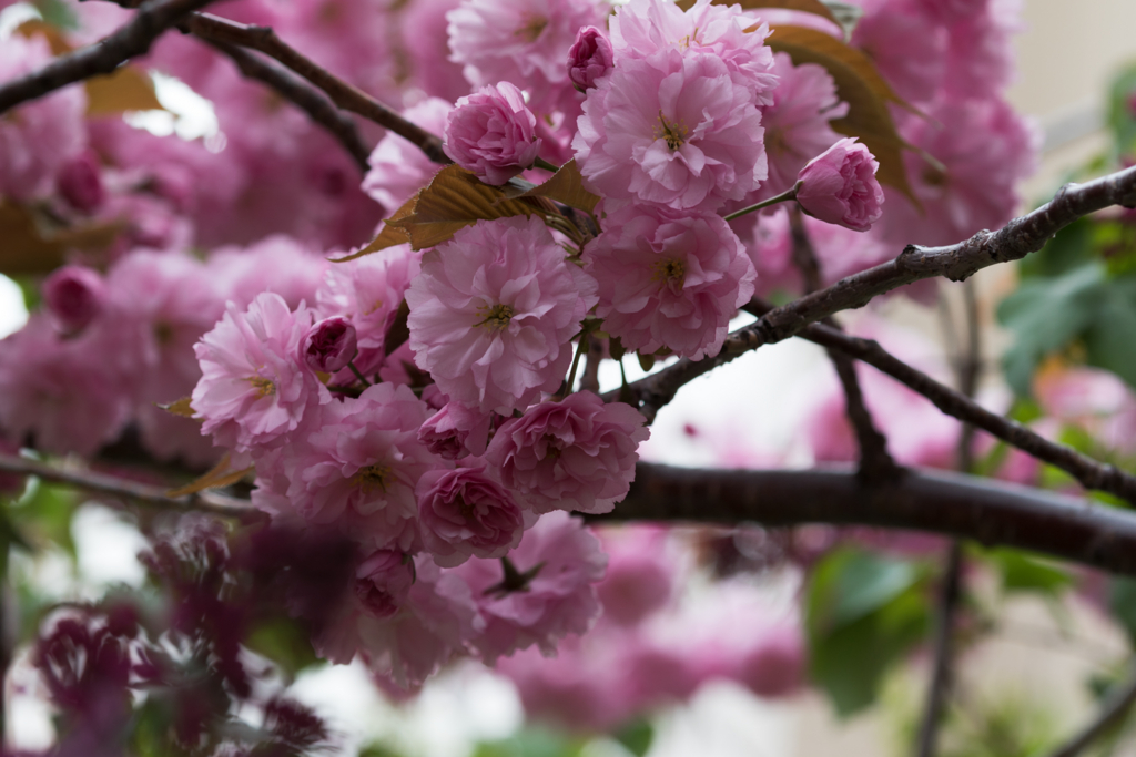 f:id:Yume-jun:20150505211340j:image f:id:Yume-jun:20150505211340j:image