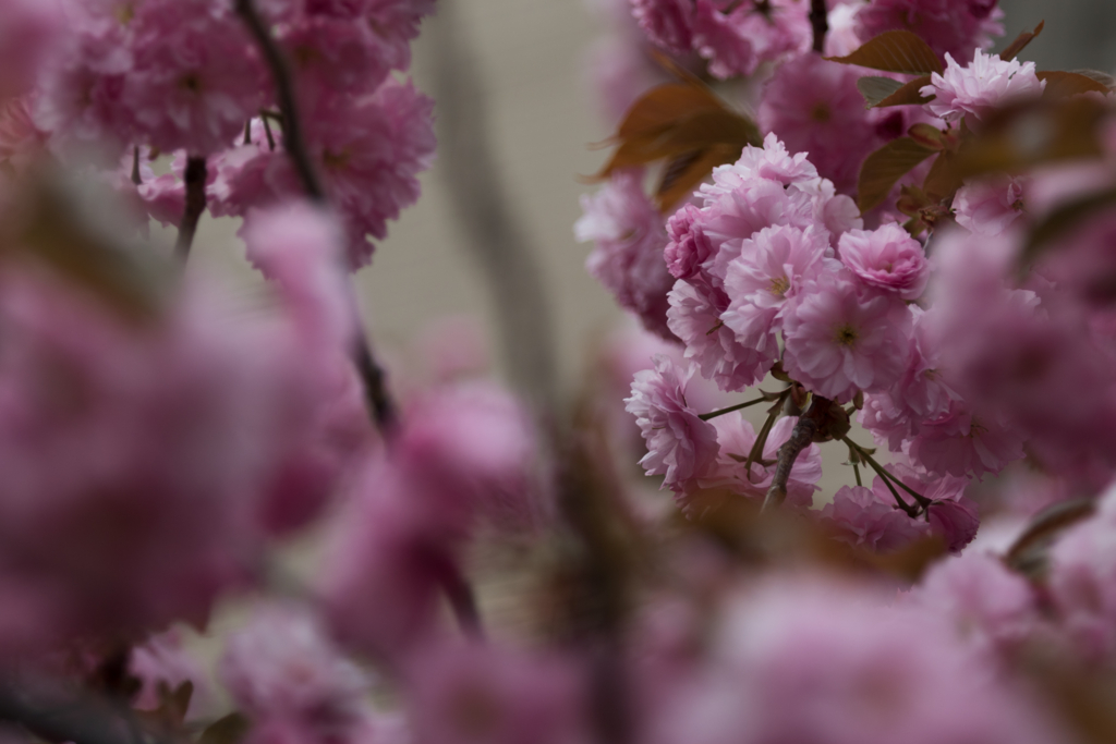 f:id:Yume-jun:20150505211341j:image f:id:Yume-jun:20150505211341j:image