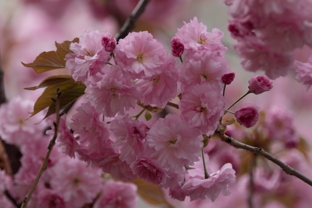 f:id:Yume-jun:20150505211343j:image f:id:Yume-jun:20150505211343j:image