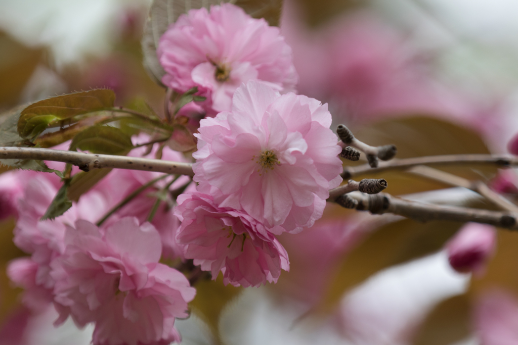 f:id:Yume-jun:20150506222353j:image f:id:Yume-jun:20150506222353j:image