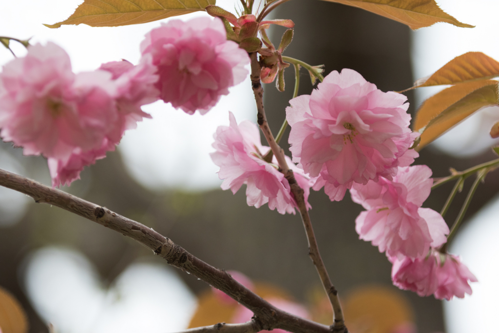 f:id:Yume-jun:20150506222354j:image f:id:Yume-jun:20150506222354j:image
