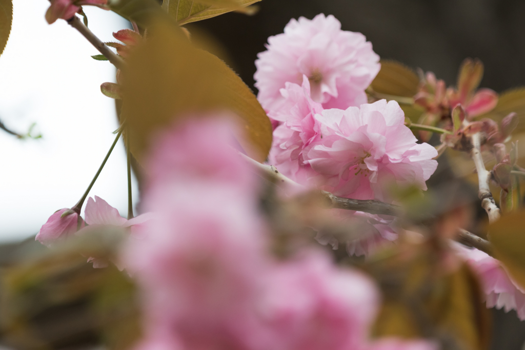 f:id:Yume-jun:20150506222355j:image f:id:Yume-jun:20150506222355j:image