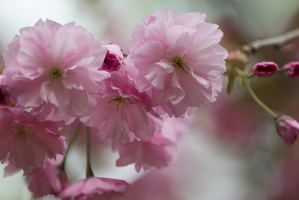 f:id:Yume-jun:20150506222356j:image f:id:Yume-jun:20150506222356j:image