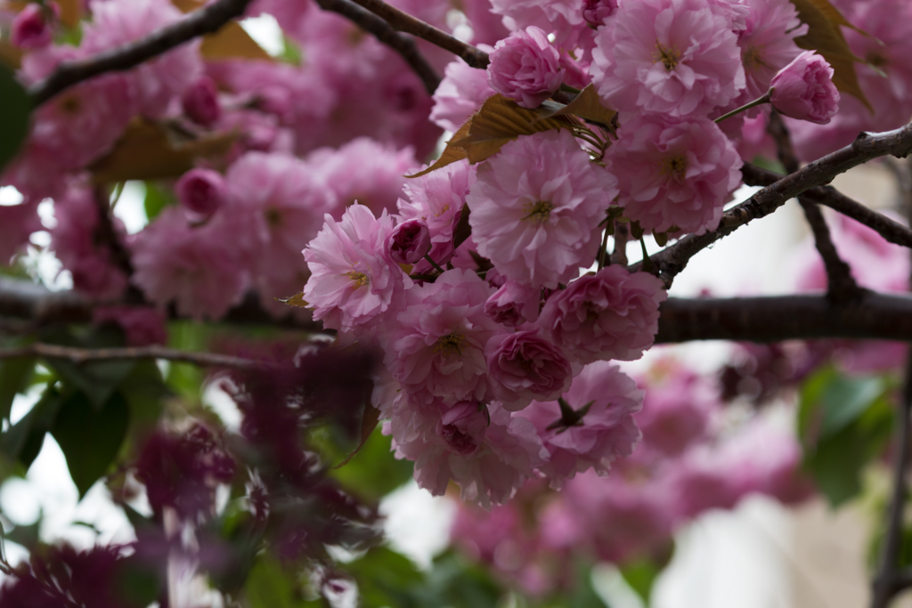 f:id:Yume-jun:20150506222359j:image f:id:Yume-jun:20150506222359j:image