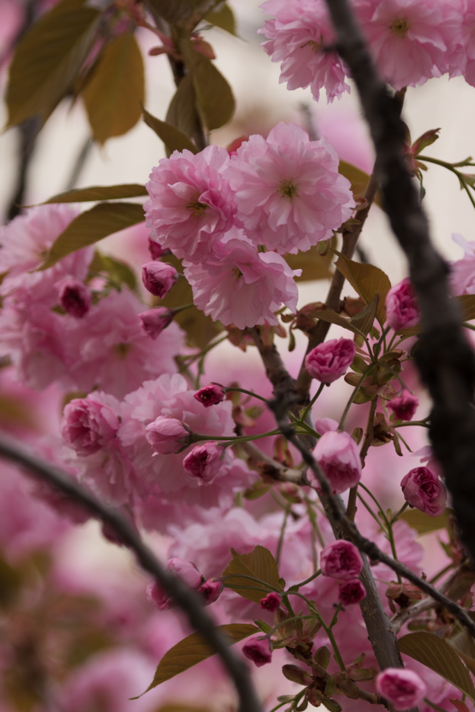 f:id:Yume-jun:20150506222400j:image f:id:Yume-jun:20150506222400j:image