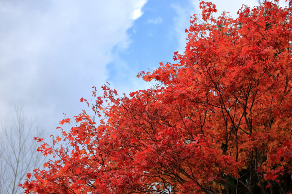 f:id:Yume-jun:20151014222350j:image f:id:Yume-jun:20151014222350j:image
