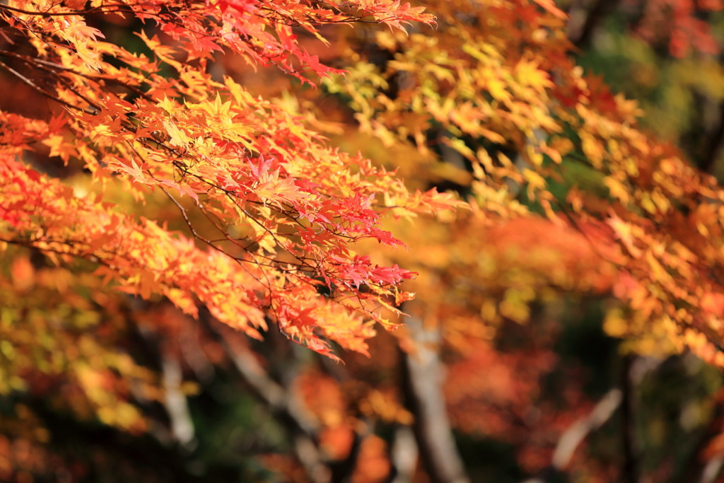 f:id:Yume-jun:20151024221049j:image f:id:Yume-jun:20151024221049j:image