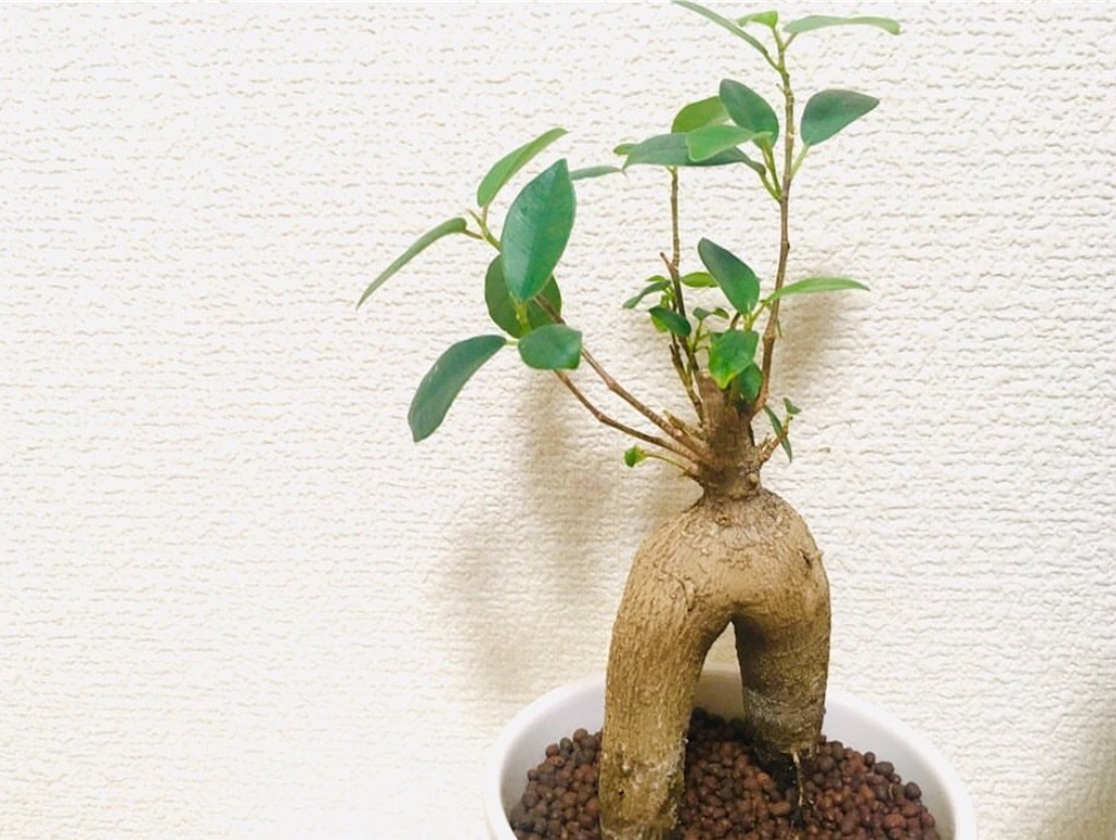 f:id:Yume_cha:20240229231353j:image f:id:Yume_cha:20240229231353j:image