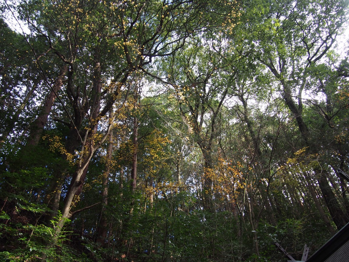 f:id:YumiAIKAWA:20200328065512j:plain