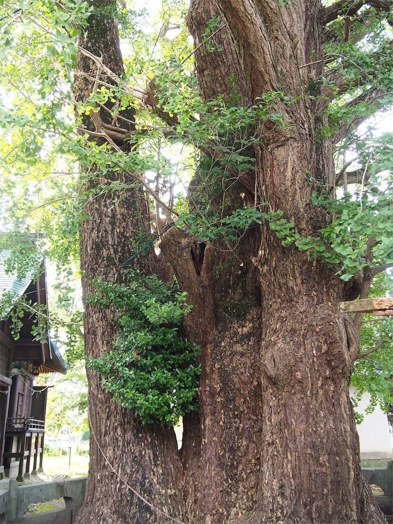 f:id:YumiAIKAWA:20200921021635j:image f:id:YumiAIKAWA:20200921021635j:image