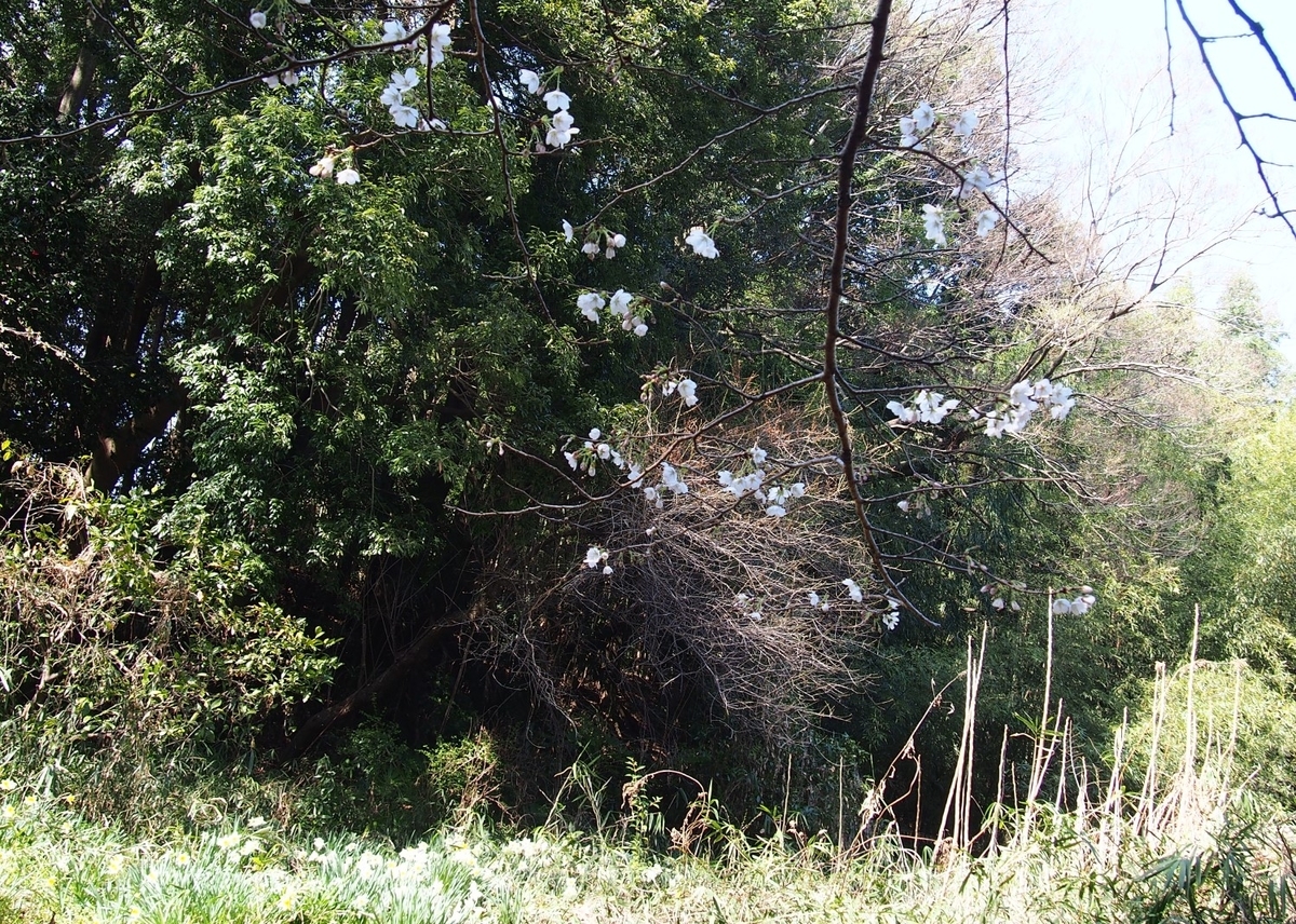 f:id:YumiAIKAWA:20210325033410j:plain