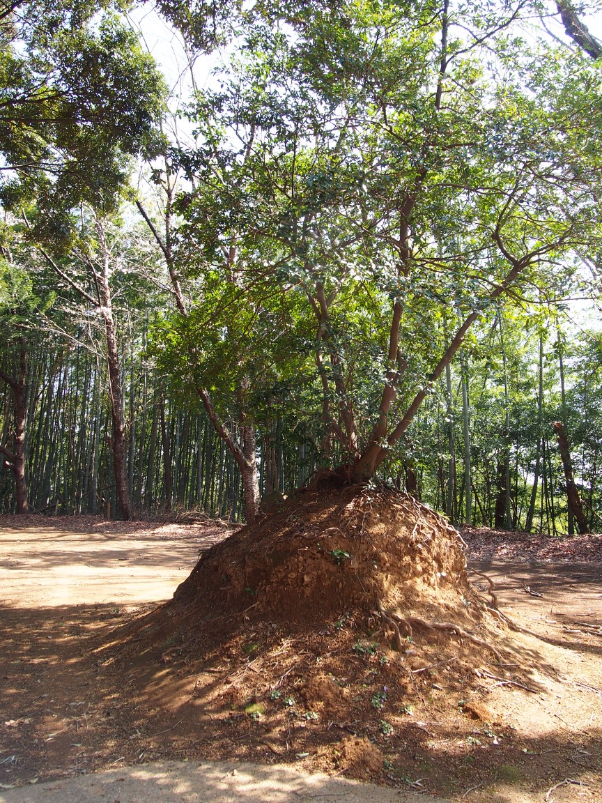 f:id:YumiAIKAWA:20210325045504j:plain