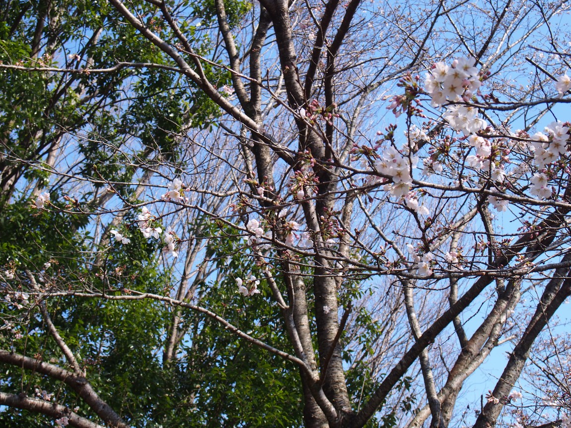 f:id:YumiAIKAWA:20210325070032j:plain