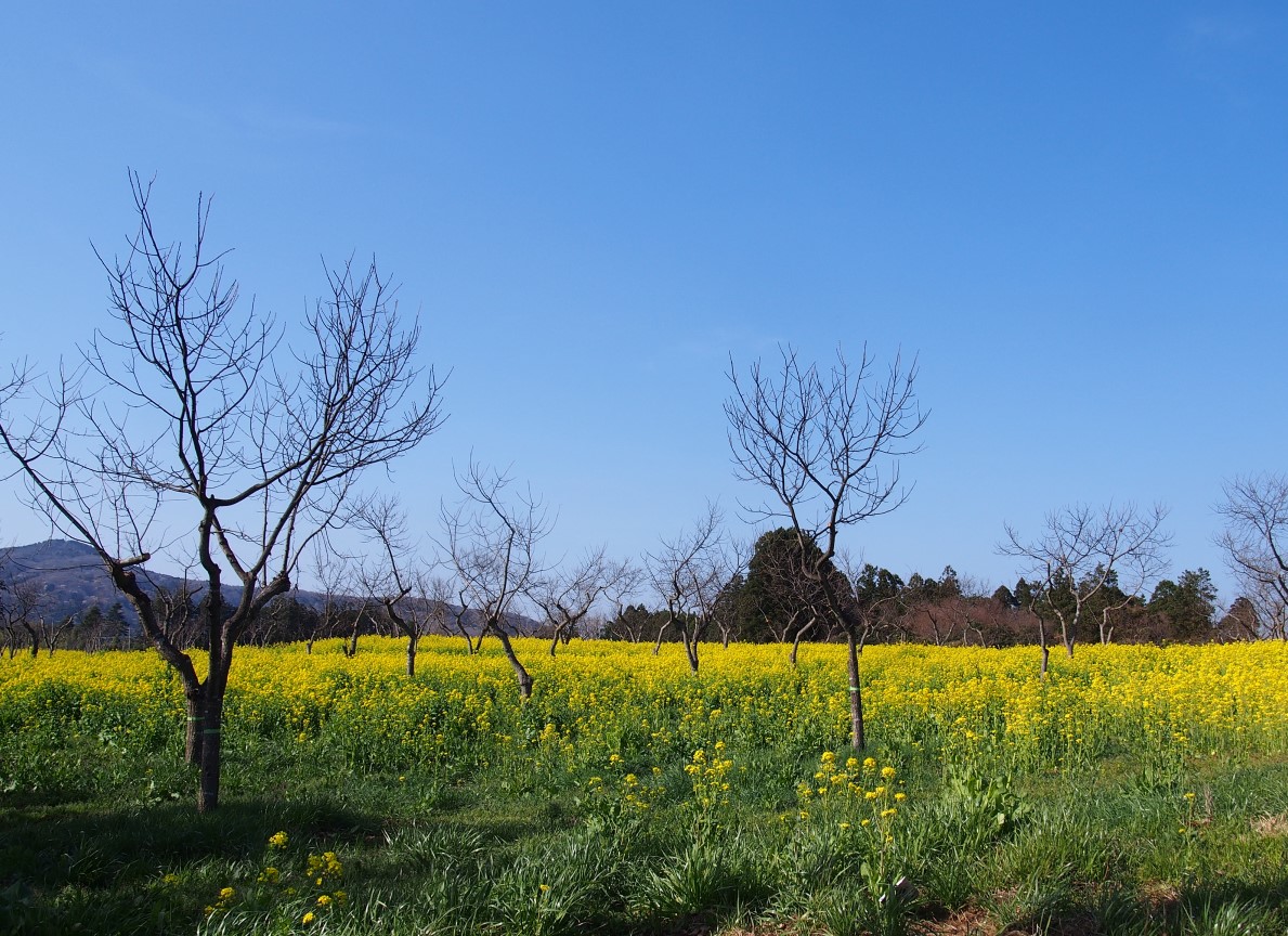 f:id:YumiAIKAWA:20210325083351j:plain