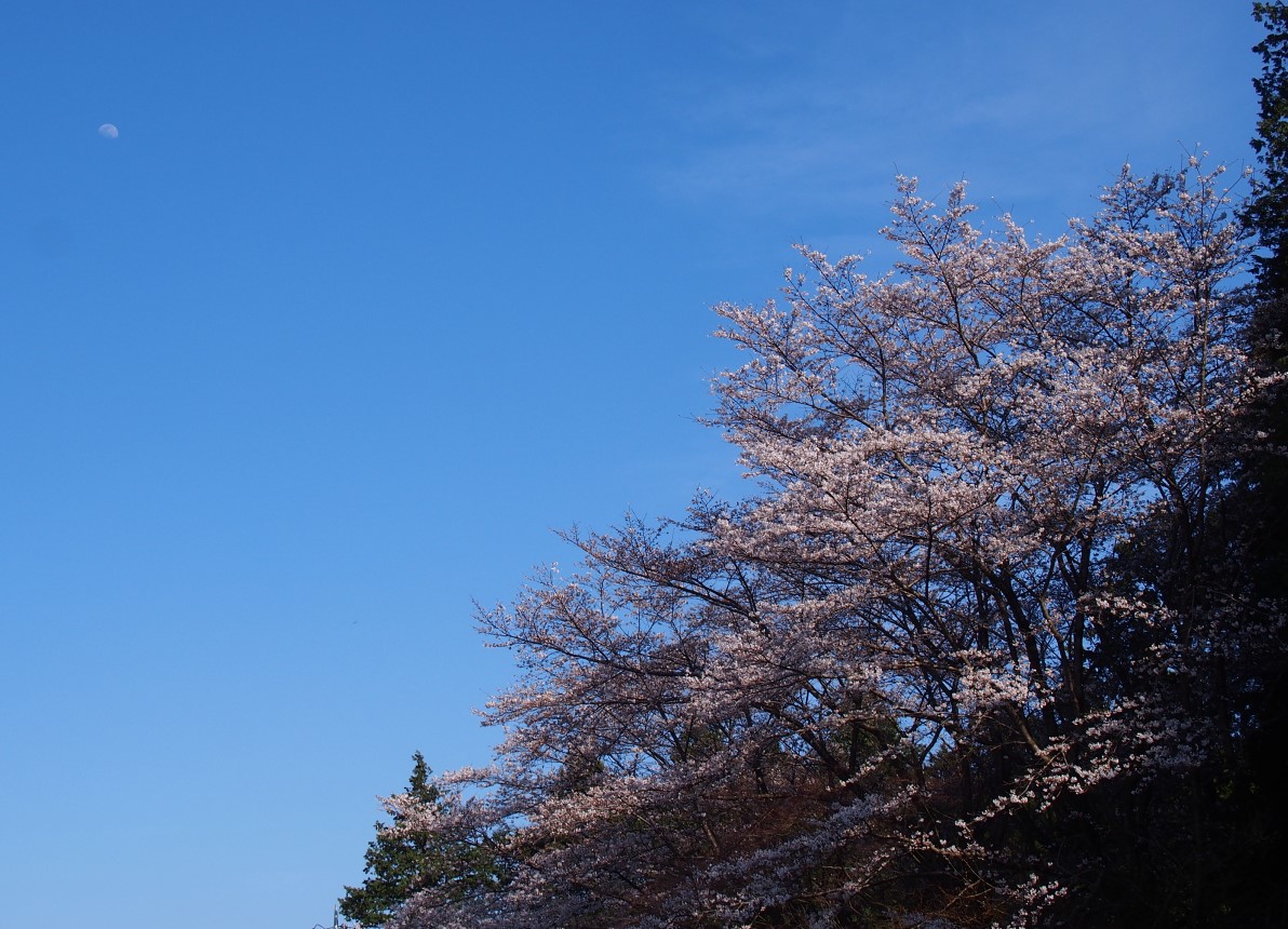 f:id:YumiAIKAWA:20210325095004j:plain