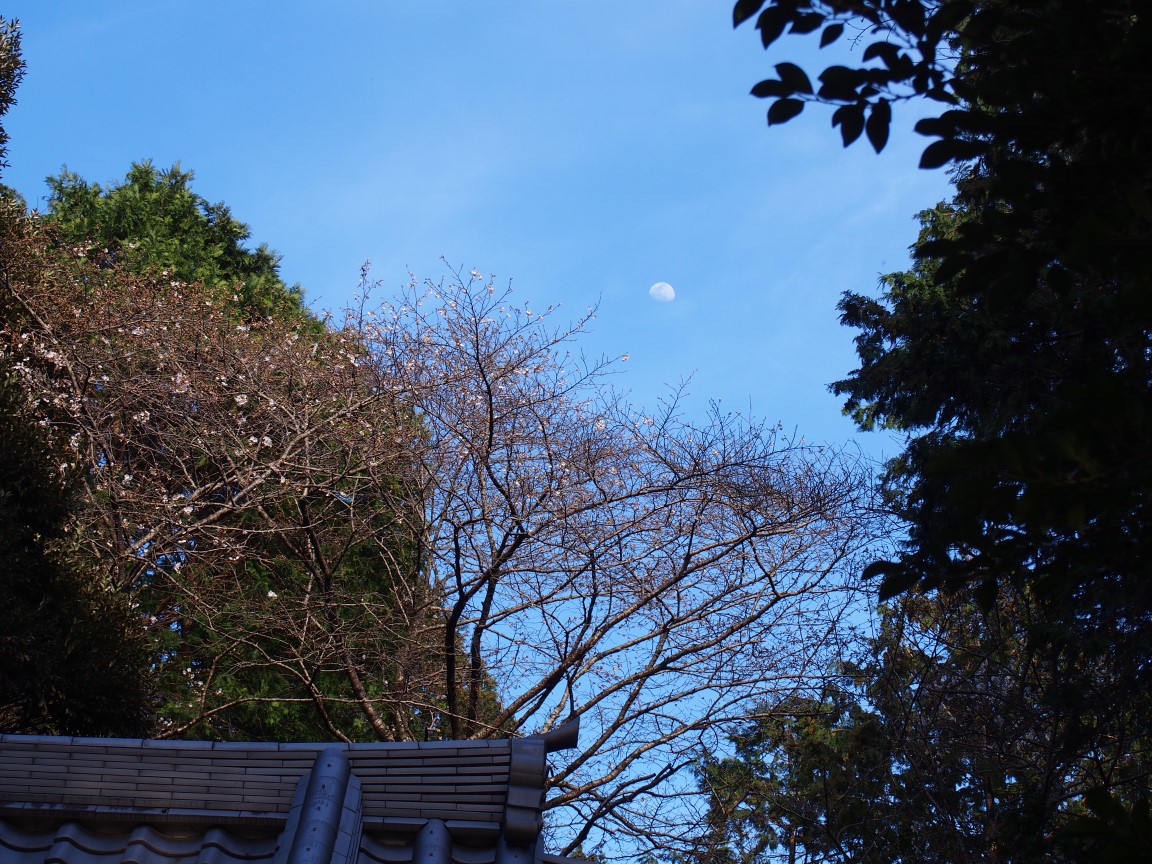 f:id:YumiAIKAWA:20210325111549j:plain