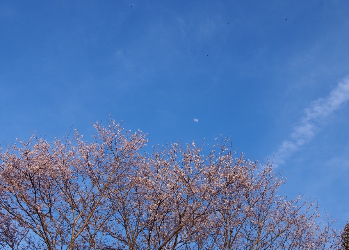 f:id:YumiAIKAWA:20210325112647j:plain