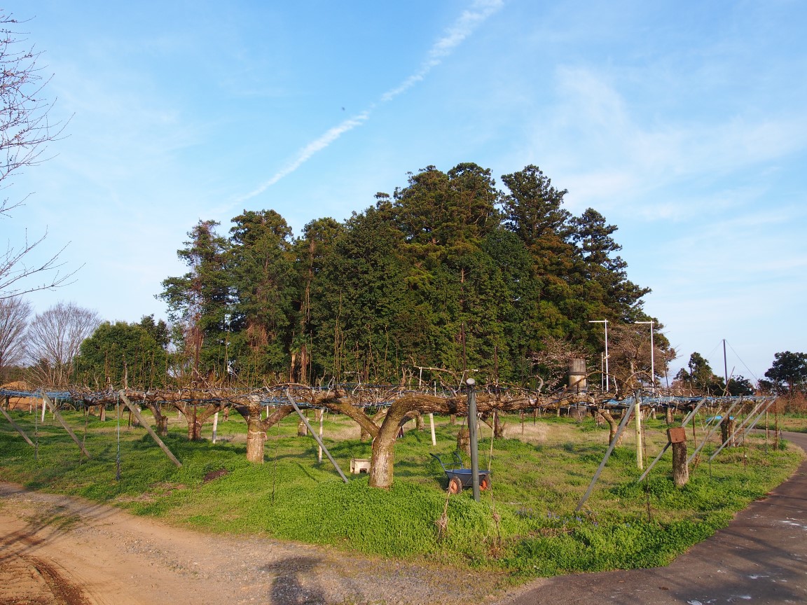 f:id:YumiAIKAWA:20210325113032j:plain