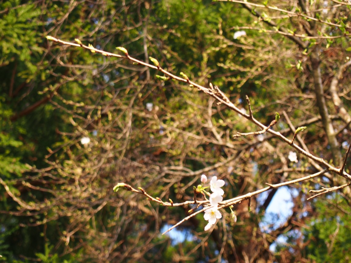 f:id:YumiAIKAWA:20210325113228j:plain