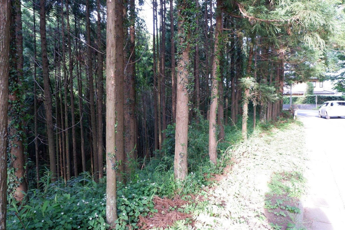 f:id:YumiAIKAWA:20210612101809j:plain