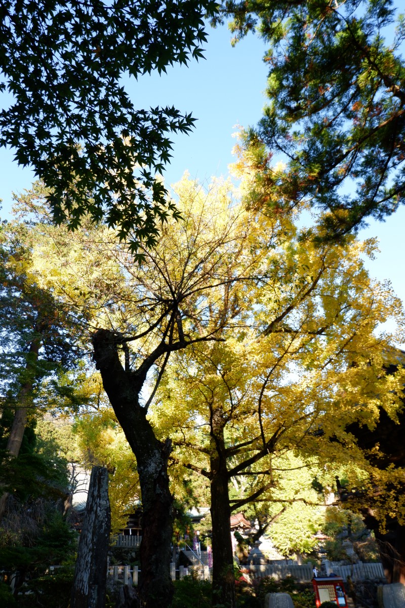 f:id:YumiAIKAWA:20211112181742j:plain