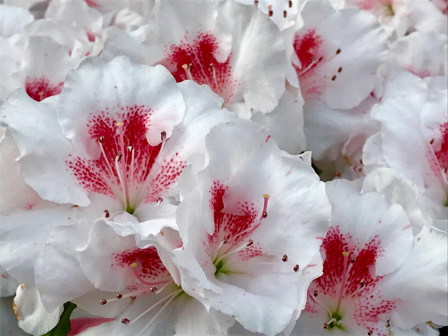 f:id:Yumikoema:20190311230712j:image f:id:Yumikoema:20190311230712j:image