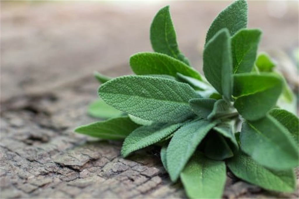 f:id:Yurikago:20181025132141j:image f:id:Yurikago:20181025132141j:image