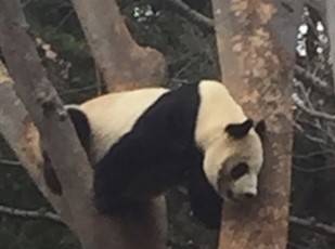 上野動物園のリーリー