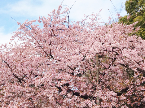 f:id:Yutaka_TAWARA:20210309143954j:plain