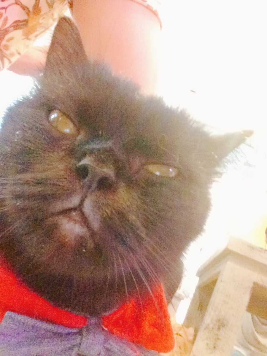 f:id:YuuPimm:20191121235435j:plain f:id:YuuPimm:20191121235435j:plain