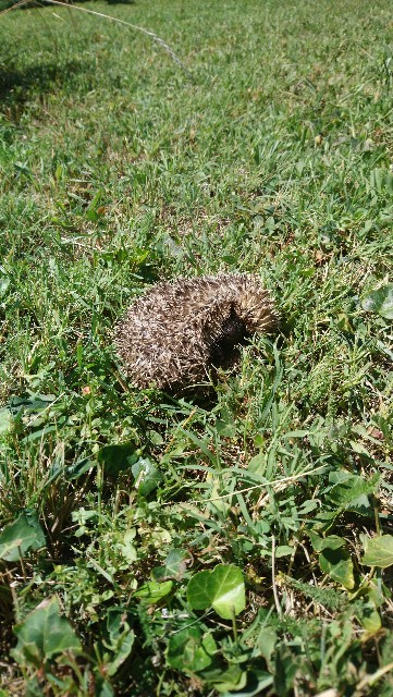 f:id:YuzuMitsuko:20220709212756j:image