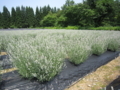 [ハーブ][ラベンダー][美郷雪華][花][植物]ラベンダー（美郷雪華）