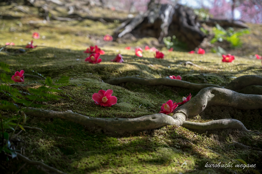 f:id:Z13:20190309212914j:plain f:id:Z13:20190309212914j:plain