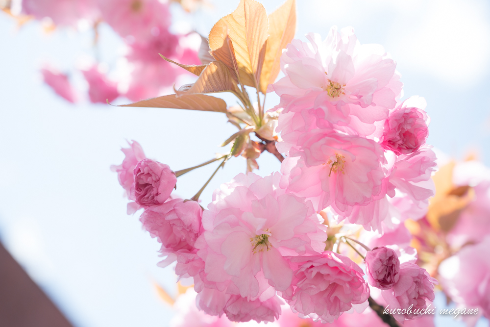 f:id:Z13:20190601211521j:plain f:id:Z13:20190601211521j:plain