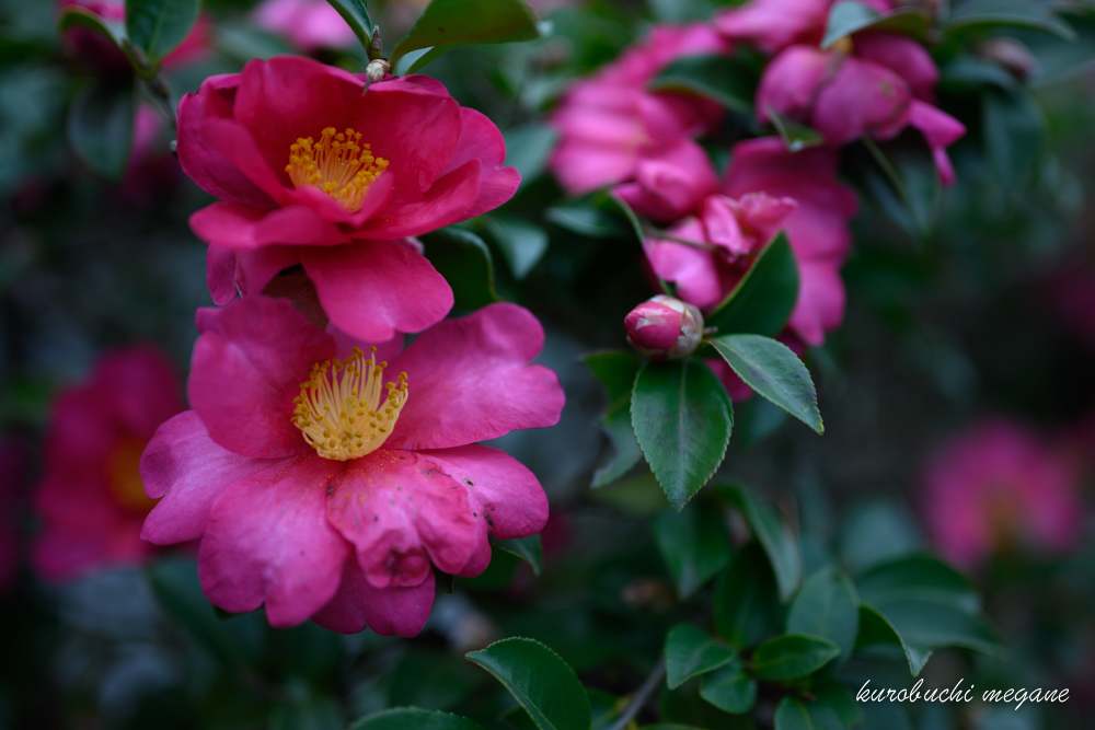 f:id:Z13:20200211205937j:plain