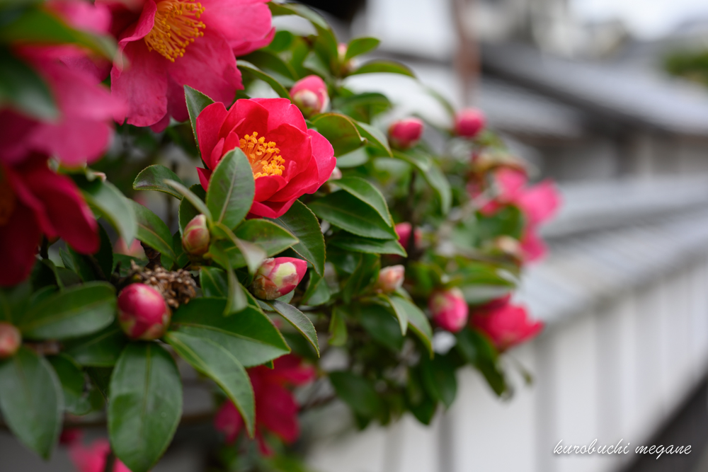 f:id:Z13:20200211205940j:plain