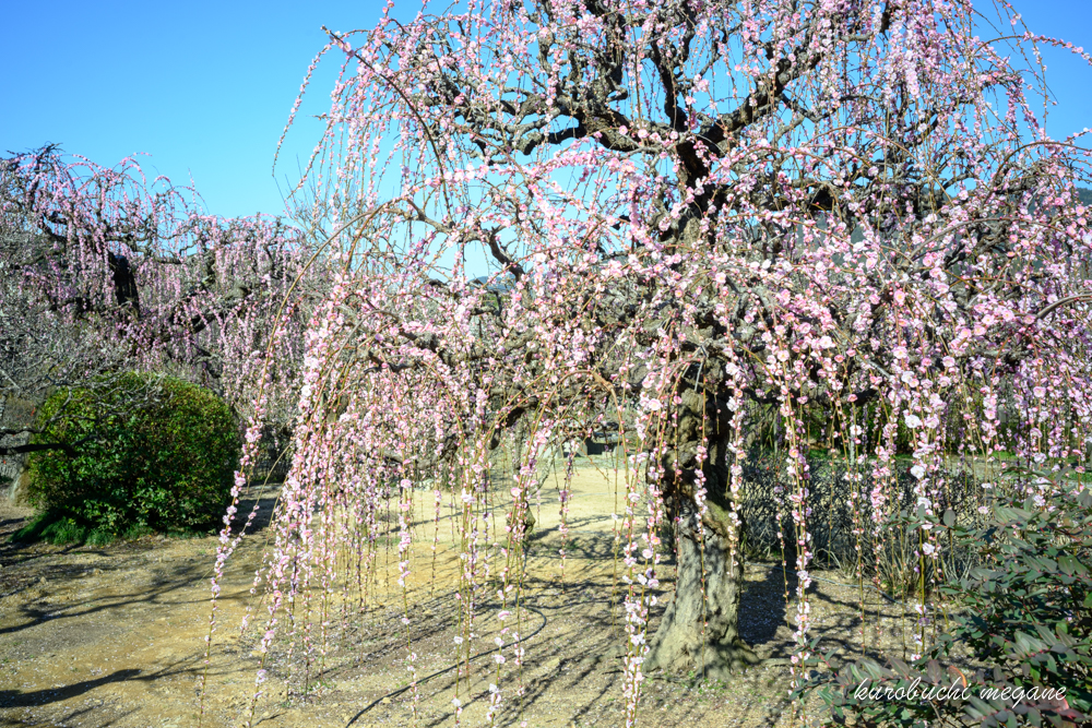 f:id:Z13:20200226210208j:plain f:id:Z13:20200226210208j:plain