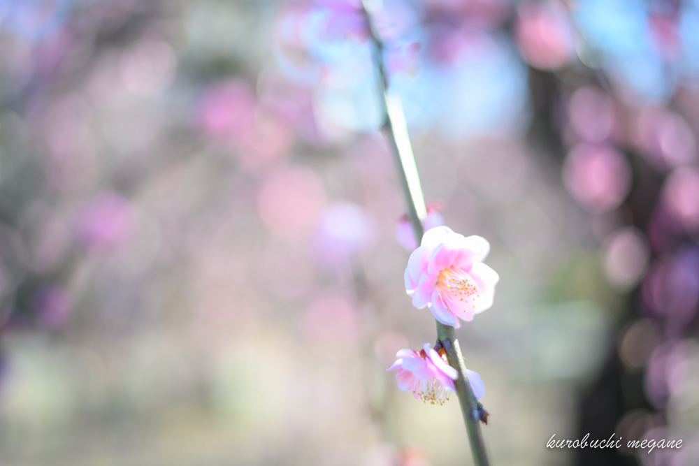 f:id:Z13:20200226210216j:plain f:id:Z13:20200226210216j:plain