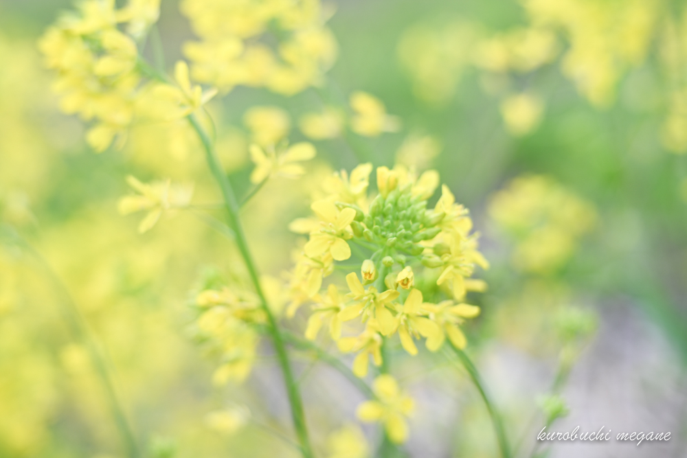 f:id:Z13:20200308164321j:plain f:id:Z13:20200308164321j:plain