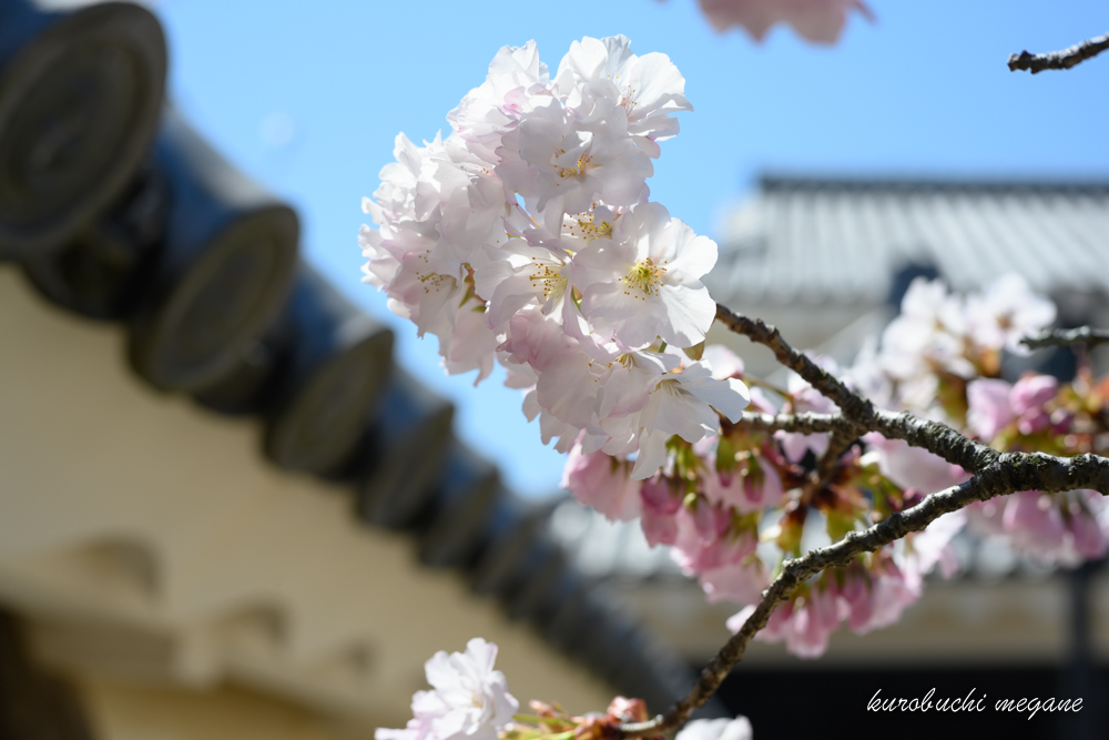 f:id:Z13:20200417204555j:plain f:id:Z13:20200417204555j:plain