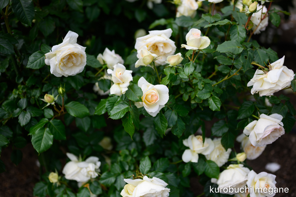 f:id:Z13:20200524211625j:plain f:id:Z13:20200524211625j:plain