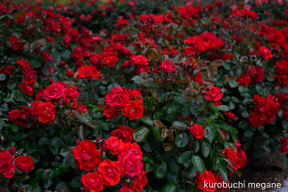 f:id:Z13:20200524211651j:plain f:id:Z13:20200524211651j:plain